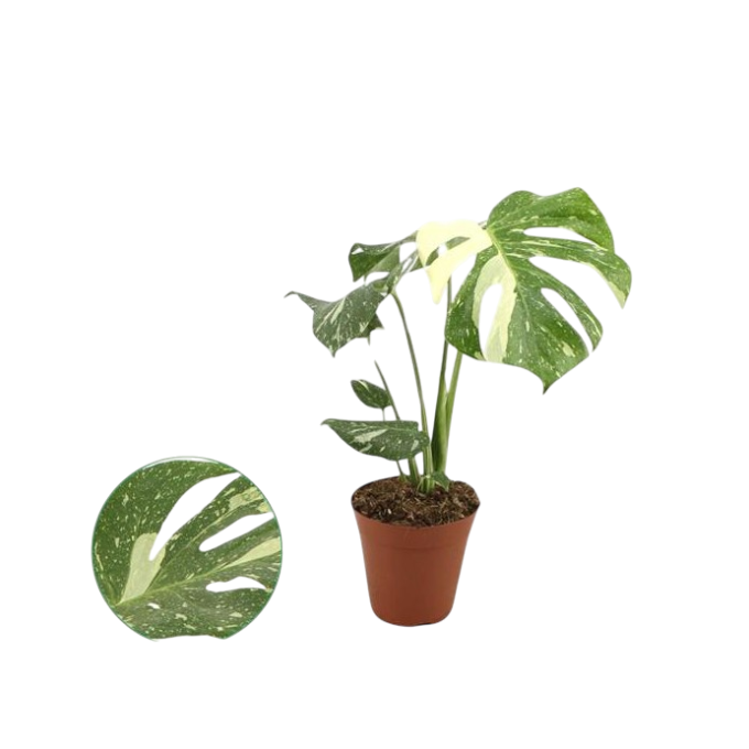 Monstera deliciosa Thai 15 plantlovers 50