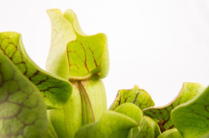 Sarracenia Purpurea Venosa (Schlauchpflanze) 12er Topf – Bild 2