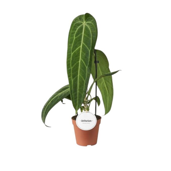 Anthurium Warocqueanum 12 plantlovers 45