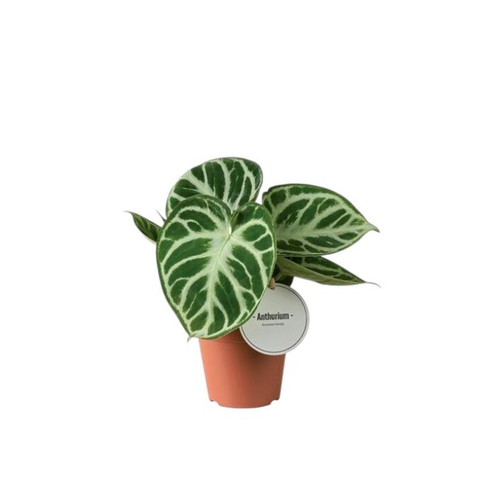 Anthurium crystallinum 12 plantlovers 25
