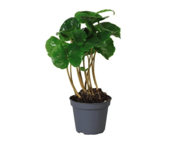 Coffea-arabica-kaffeepflanze-06-plantlovers-20