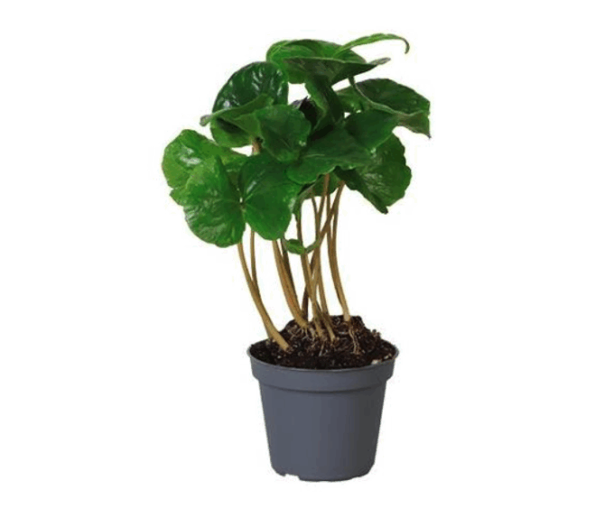 Coffea-arabica-kaffeepflanze-06-plantlovers-20