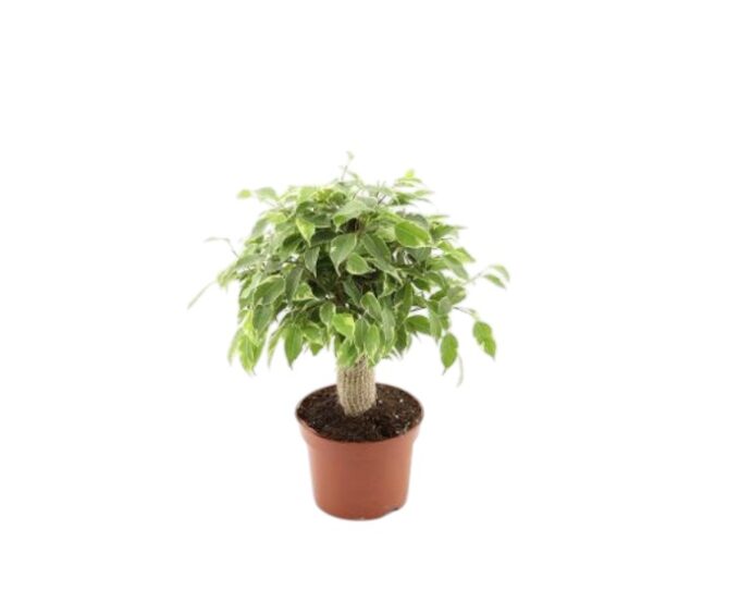 Ficus be kinky