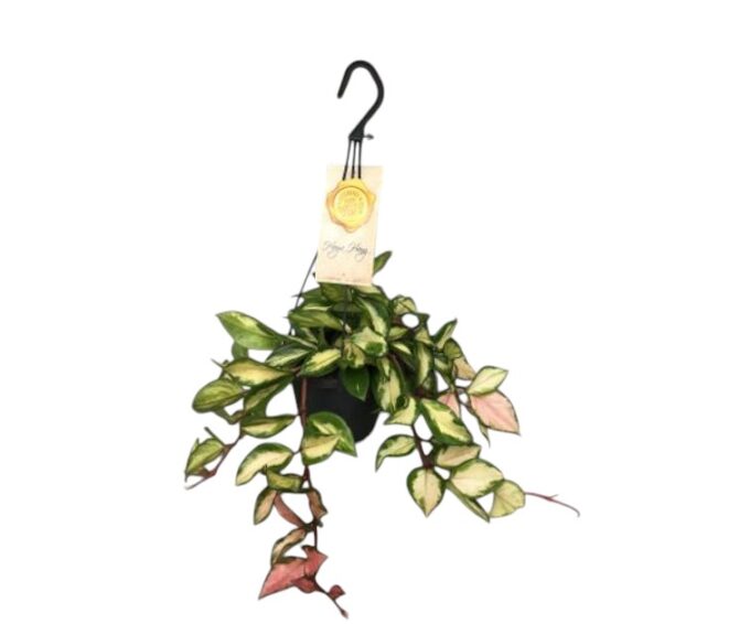 Hoya carnosa tricolor 14h plantlovers 30 ampel w