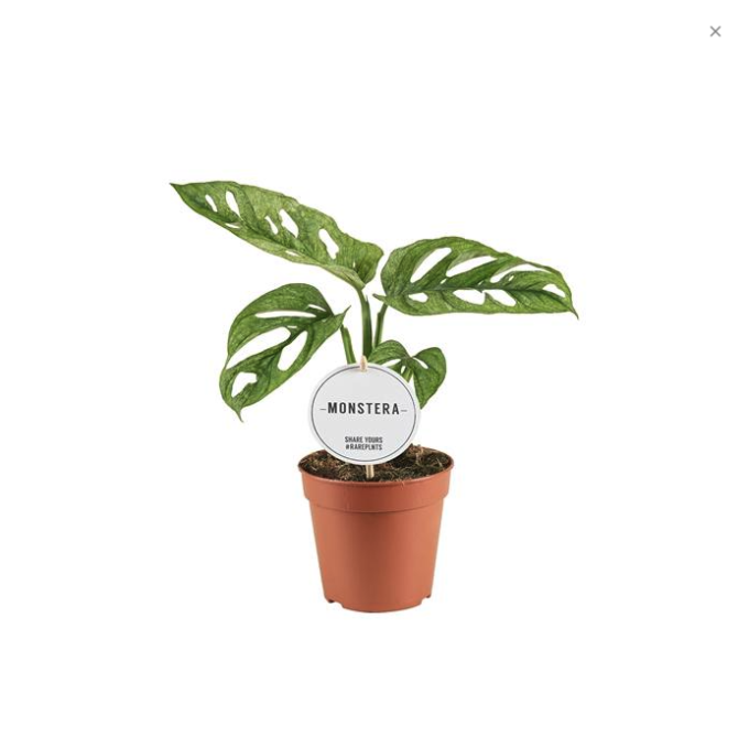 Monstera adansonii mint 12 plantlovers 30