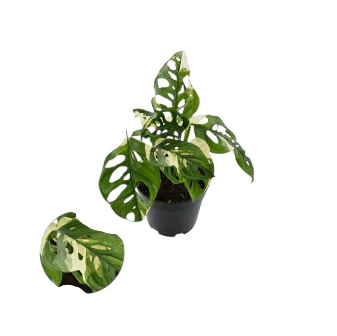 Monstera adansonii variegata 14 plantlovers 25 w
