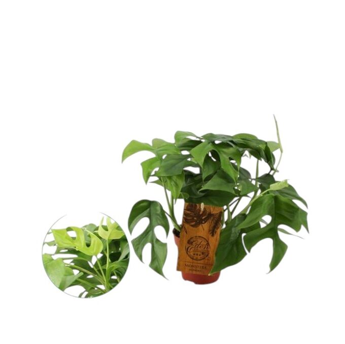 Monstera minima