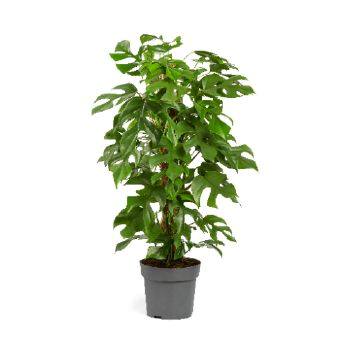 Monstera minima moosstab