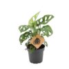 Monstera monkey leaf 12 plantlovers 25 w