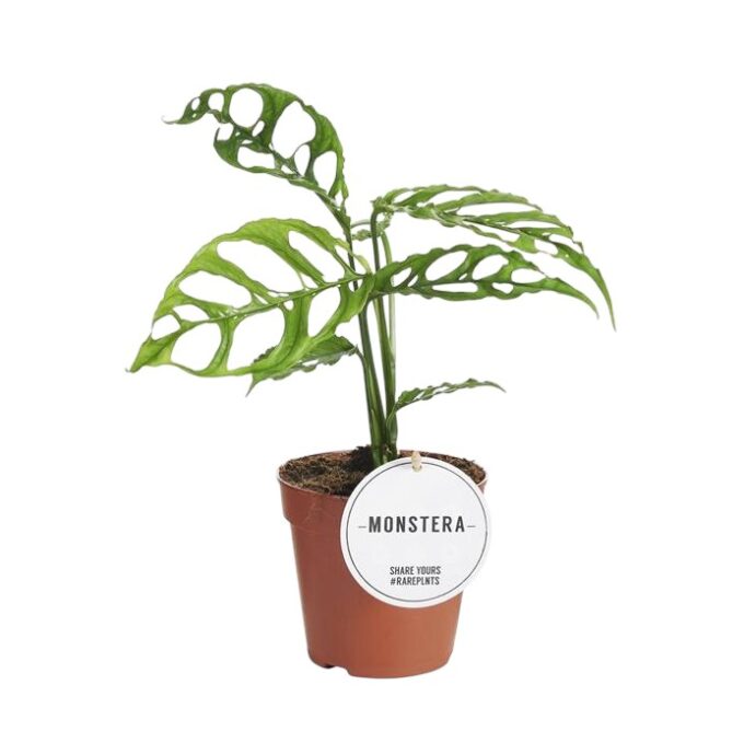 Monstera obliqua peru 12 plantlovers 35 w