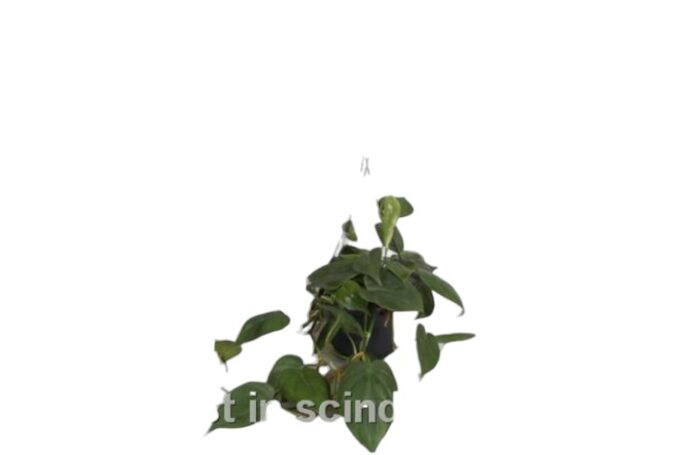 Philodendron scandens 15h plantlovers 25
