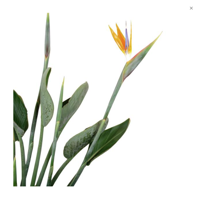 Strelitzia reginae 27 plantlovers 80 2