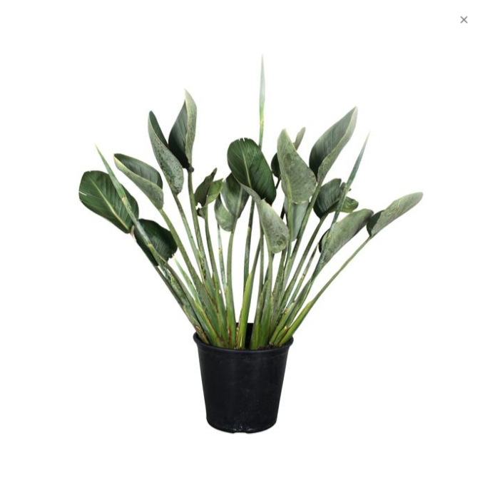 Strelitzia reginae 27 plantlovers 80