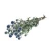Trockenblumen Echinops (Kugeldistel) plantlovers