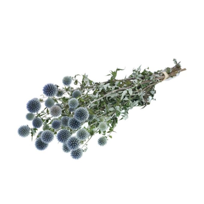 Trockenblumen Echinops (Kugeldistel) plantlovers
