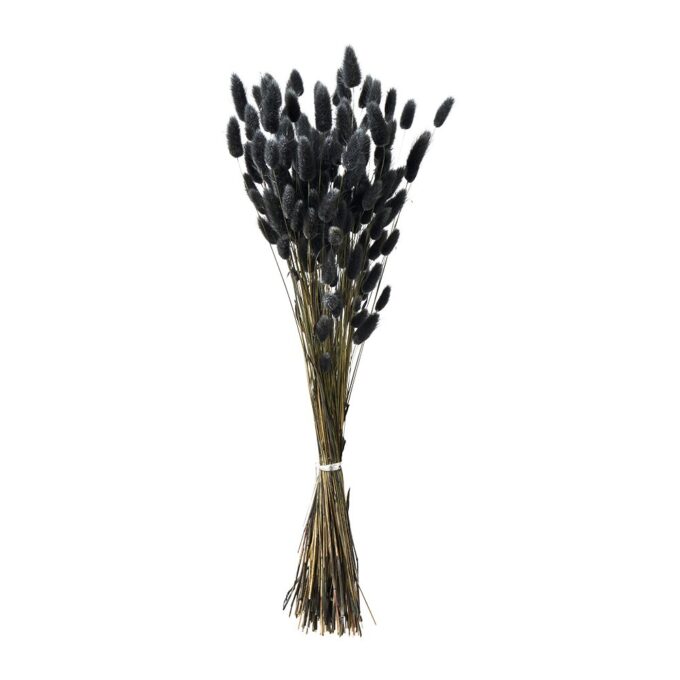Trockenblumen Pampasgras schwarz plantlovers