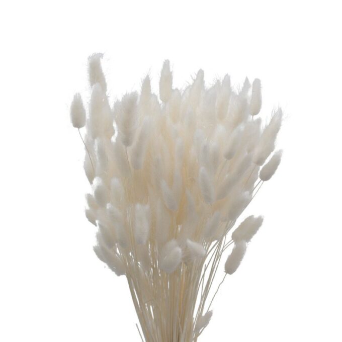 Trockenblumen Pampasgras weiss plantlovers
