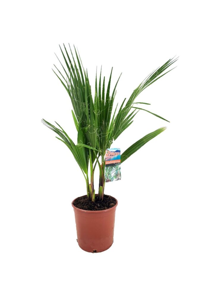 Washingtonia-filifera-14-plantlovers-55