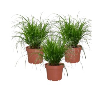 Cyperus-Alternifolius-Zumula-Katzengras-12-plantlovers-30-3pp