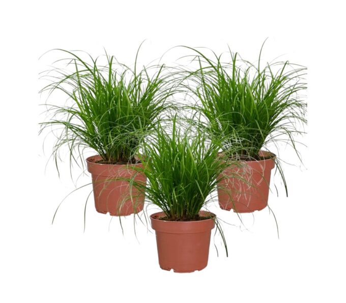 Cyperus-Alternifolius-Zumula-Katzengras-12-plantlovers-30-3pp