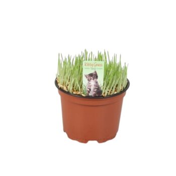 Hordeum-Katzengras-12-plantlovers-10