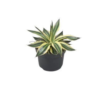 Agave_lophantha_Quadricolor_13_plantlovers_20