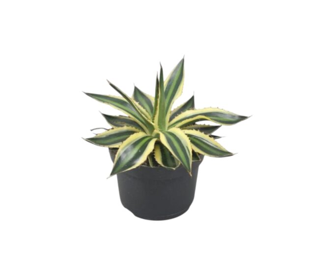 Agave_lophantha_Quadricolor_13_plantlovers_20