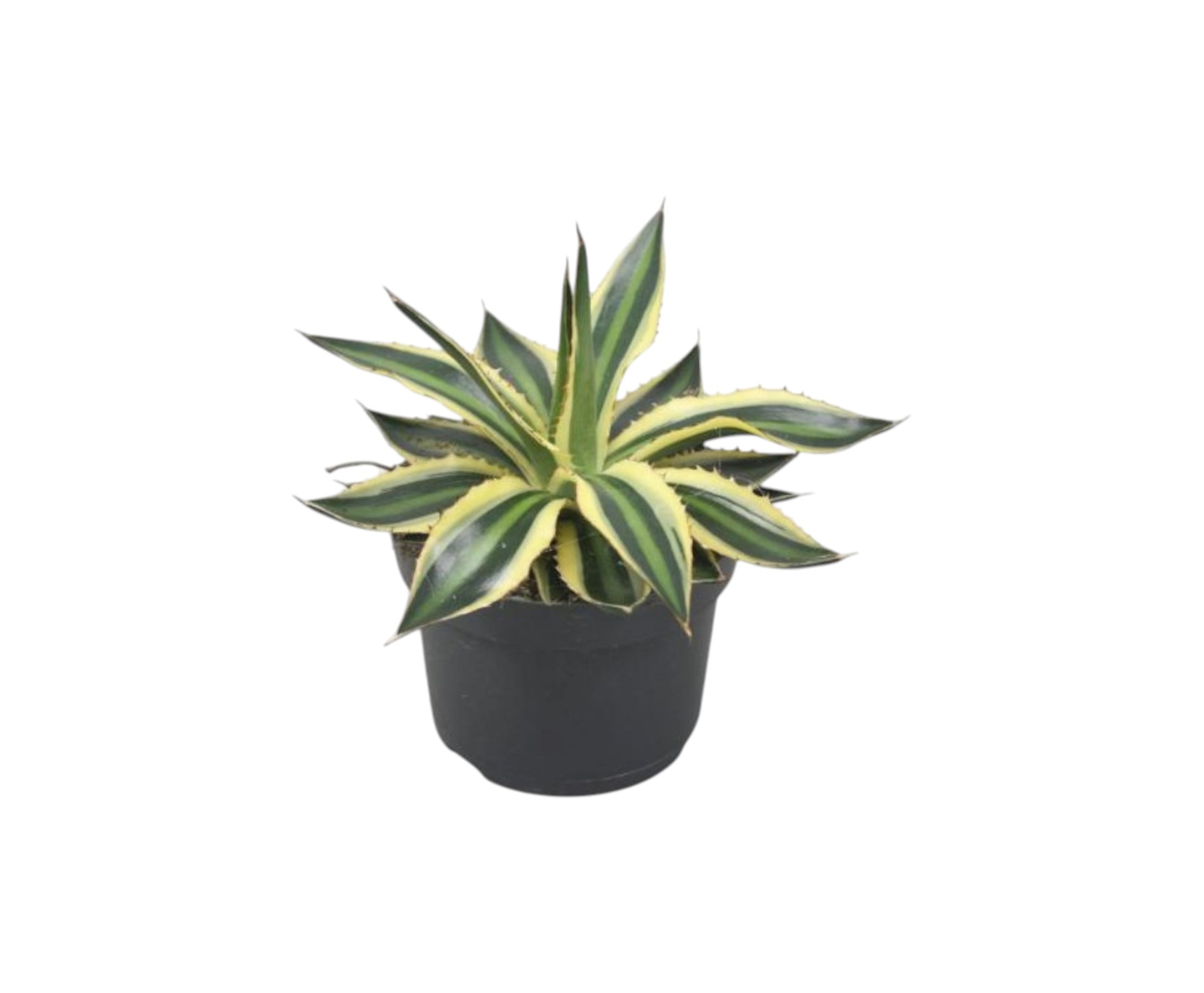 Agave lophantha Quadricolor 13 plantlovers 20