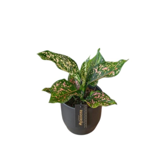 Aglaonema Pink Leopard 12 plantlovers 30 2
