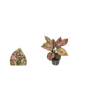 Aglaonema Pink Leopard 12 plantlovers 30