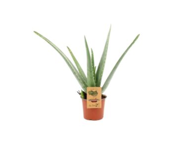 Aloe_Vera_12_plantlovers_40