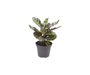 Calathea Lancifolia Insigne Korbmarante 6 plantlovers 15