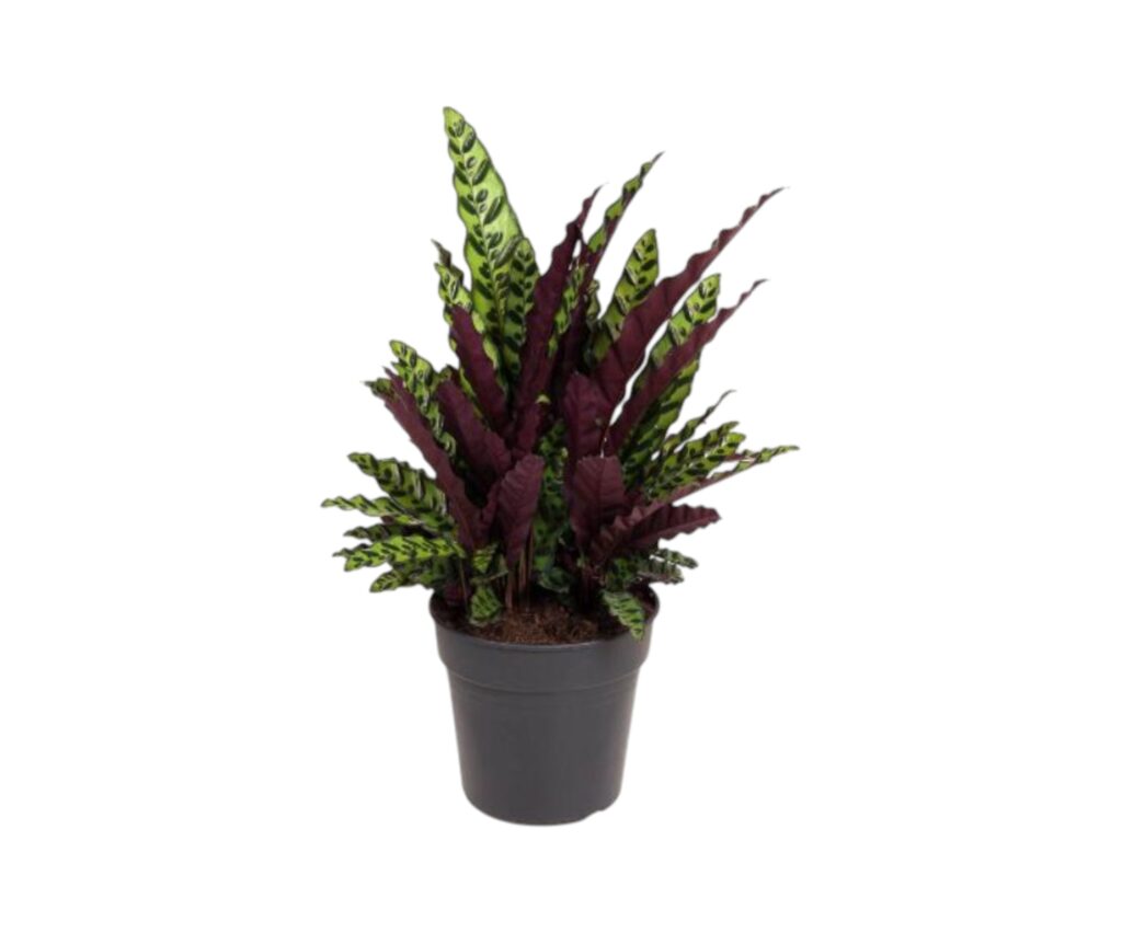 Calathea Lancifolia (Korbmarante Lancifolia) online kaufen - plantlovers.ch