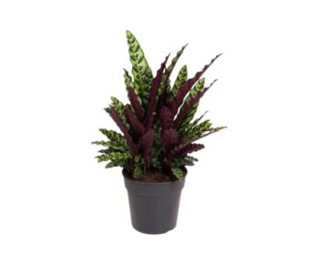 Calathea-Lancifolia-insigne-27-plantlovers-70