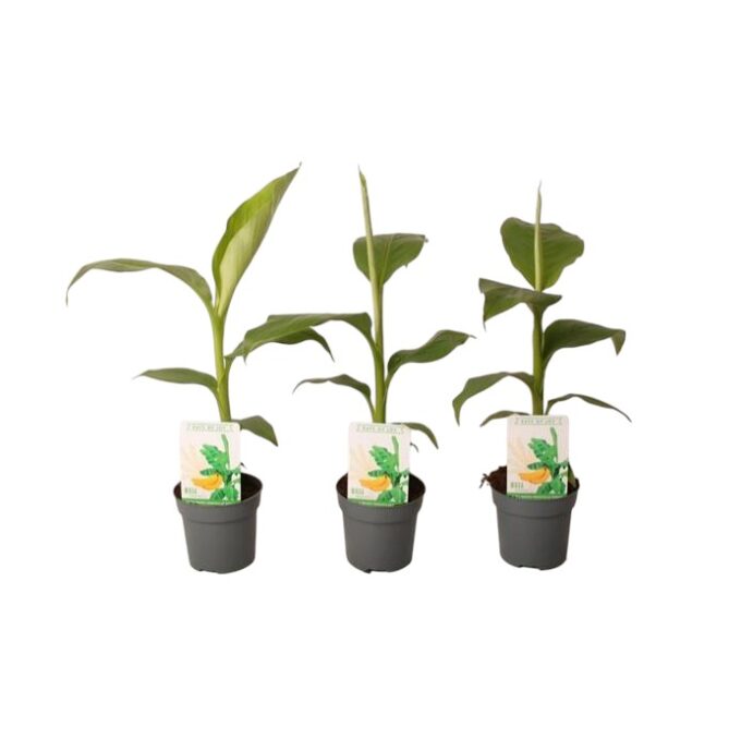 Musa_basjoo_winterharte_banane_3er_set_10_5_pkantlovers_30