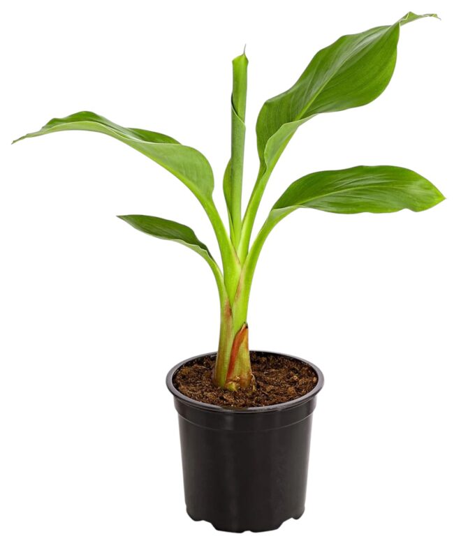 Musella lasiocarpa (Lotusbanane) – Bild 2