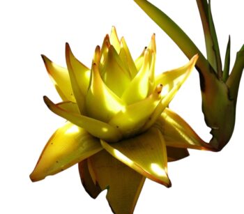 Musella_Lasiocarpa_Goldene_Lotusbanane_plantlovers_blüte