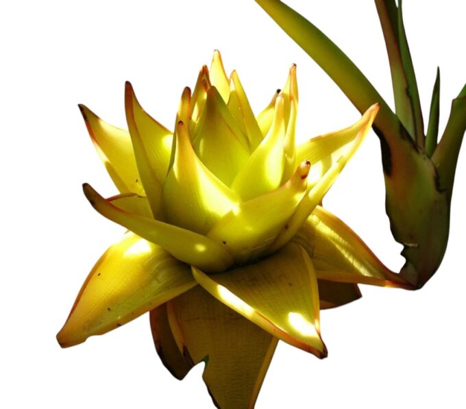 Musella_Lasiocarpa_Goldene_Lotusbanane_plantlovers_blüte
