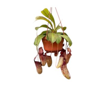 Nepenthes Sam Kannenpflanze Karnivoren 14 plantlovers 45