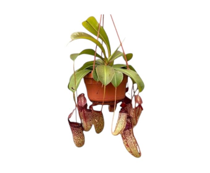 Nepenthes Sam Kannenpflanze Karnivoren 14 plantlovers 45