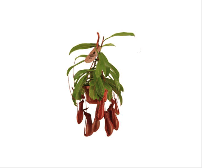 Nepenthes_Alata_Kannenpflanze_Alata_Carnivor_Ampel_14_plantlovers_45