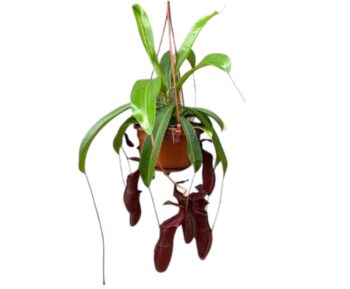 Nepenthes_Bill_Kannenpflanze_Carnivor_Fleischfresser_14_plantlovers_45
