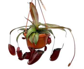 Nepenthes_Dark_Secret_Kannenpflanze_Karnivoren_Fleischfresser_14_plantlovers_45