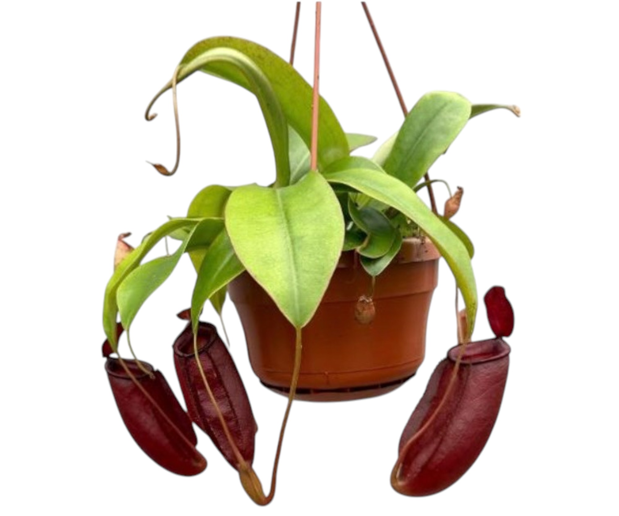 Nepenthes_Diana_Kannenpflanze_Karnivor_14_ampel_plantlovers_45_fleischfressende_pflanze