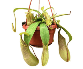 Nepenthes_Louisa_Kannenpflanze_Fleischfresser_Carnivor_14_ampel_plantlovers_45