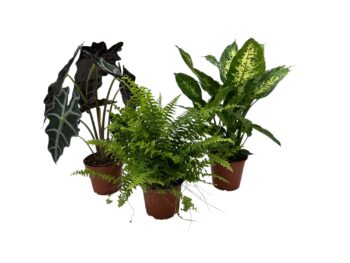 Pflanzenset Dschungel-Vibes für dein Zuhause 3er Set 12 plantlovers 40