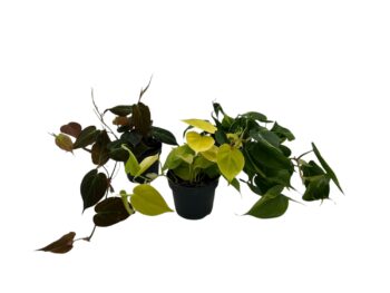 Philodendron Scandens 3er Set 12 plantlovers 25-2