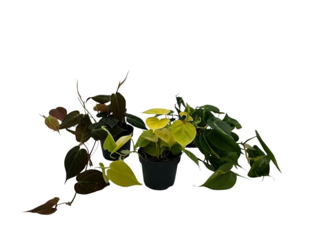 Philodendron Scandens 3er Set 12 plantlovers 25