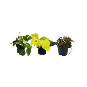 Philodendron_Scandens_3er_Set_12_plantlovers_20
