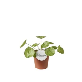 Pilea_peperomioides_mojito_13_plantlovers_20
